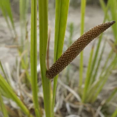 puškvorec obecný - náhled 1