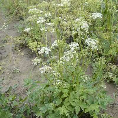 bedrník obecný - náhled 2