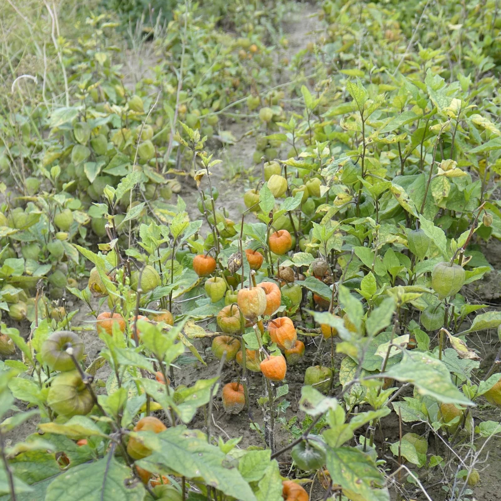 mochyně židovská třešeň - obrázek 1