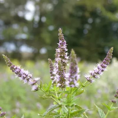 máta klasnatá - náhled 1