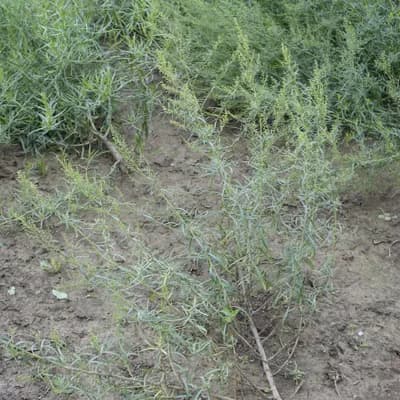 pelyněk estragon - náhled 1