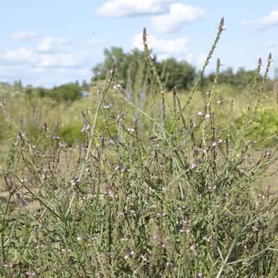 sporýš lékařský - náhled 2