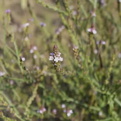 sporýš lékařský - náhled 1