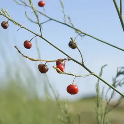 chřest lékařský - náhled 1