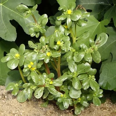 šrucha zelná setá - náhled 1