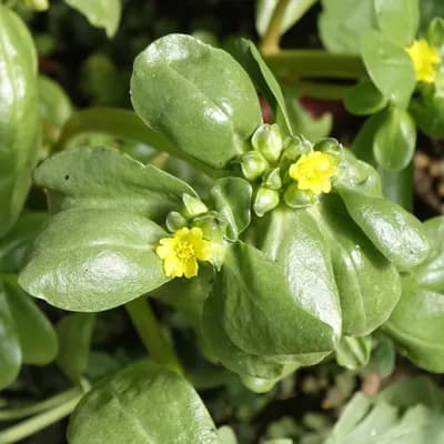 šrucha zelná setá - náhled 2