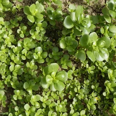 šrucha zelná setá - náhled 3