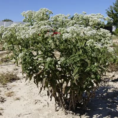 sadec prorostlý - náhled 2