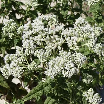 sadec prorostlý - náhled 1