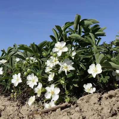 mochna bílá - náhled 2