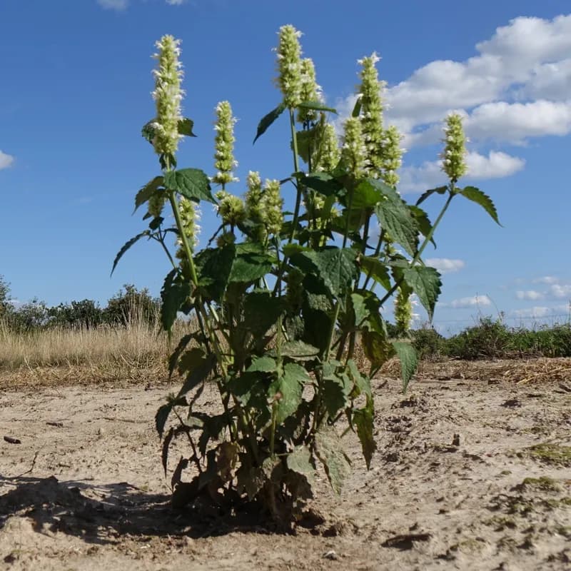 agastache vrásčitá