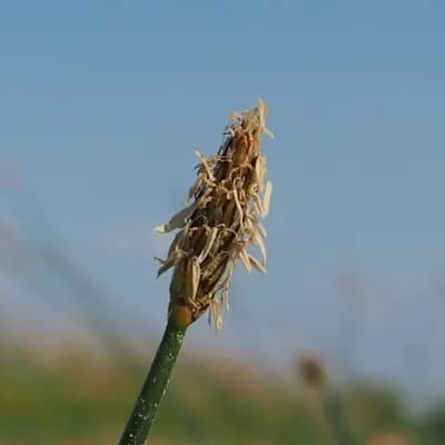 bahnička mokřadní - náhled 1