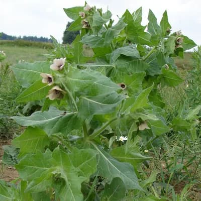 blín černý - náhled 2