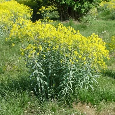 boryt barvířský - náhled 1