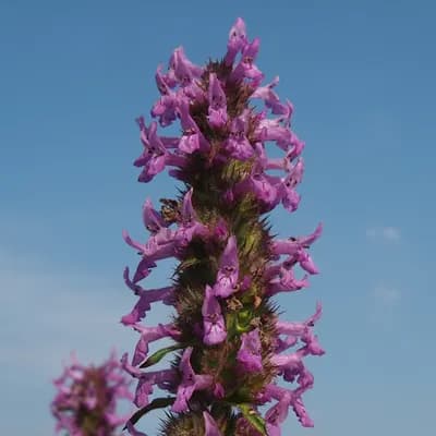 bukvice lékařská - náhled 1