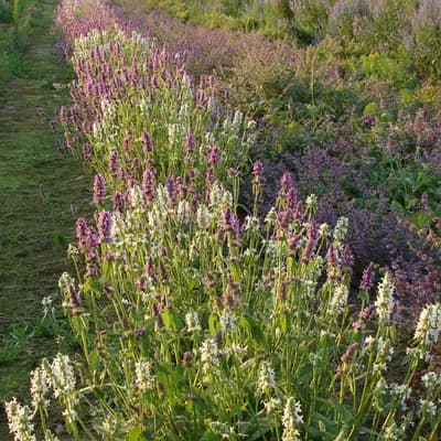 bukvice lékařská - náhled 2