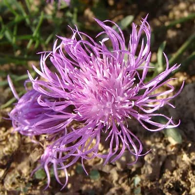 chrpa latnatá - náhled 1