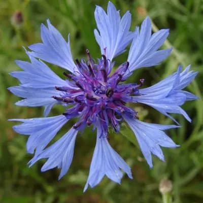 chrpa modrá - náhled 1