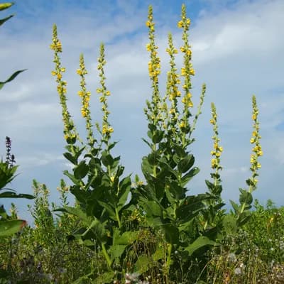 divizna velkokvětá - náhled 3