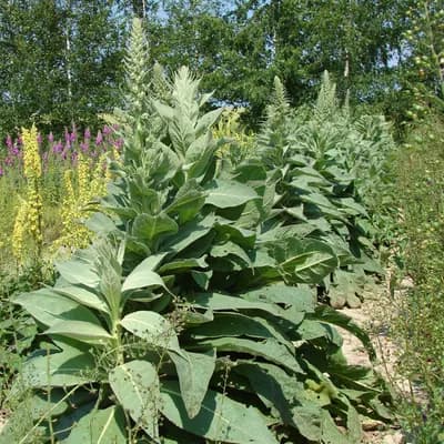 divizna velkokvětá - náhled 2