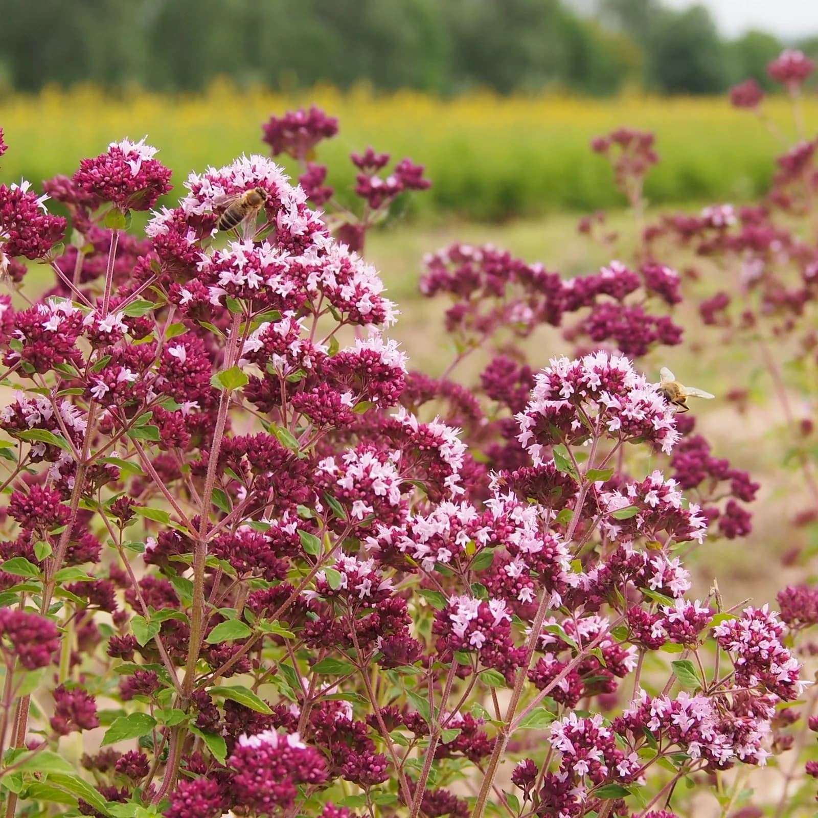 dobromysl obecná - obrázek 1