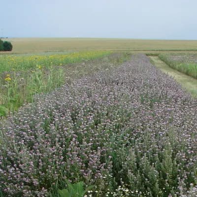 jehlice rolní - náhled 3