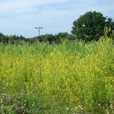 komonice lékařská - náhled 3