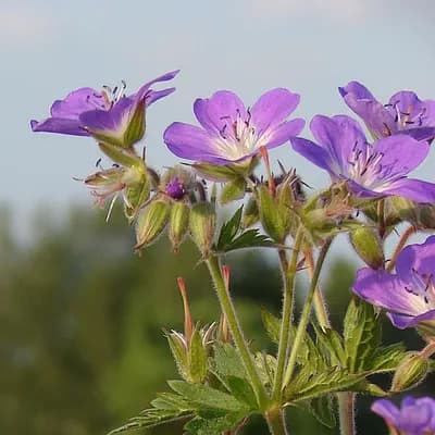 kakost lesní - náhled 1