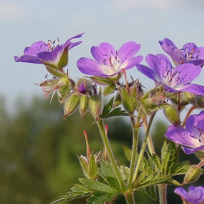 kakost lesní - obrázek 1