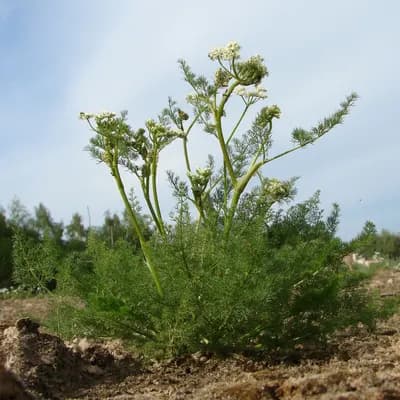 koprník štětinolistý - náhled 2