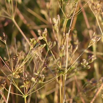 kmín kořenný - náhled 2