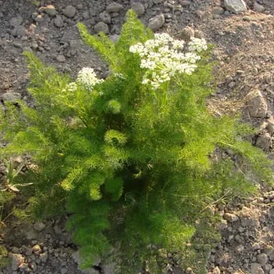 koprník štětinolistý - náhled 3