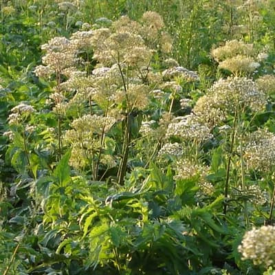 kozlík lékařský - náhled 3