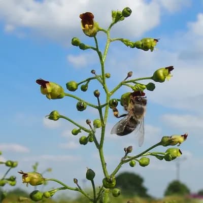 krtičník hlíznatý - náhled 1