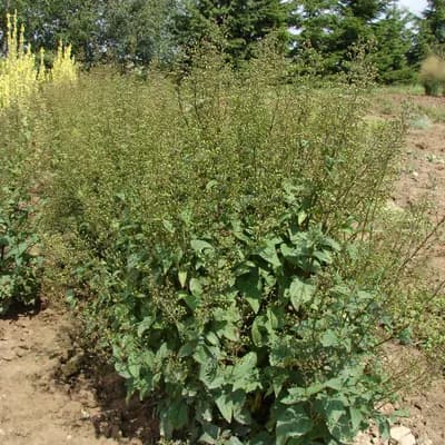 krtičník hlíznatý - náhled 2