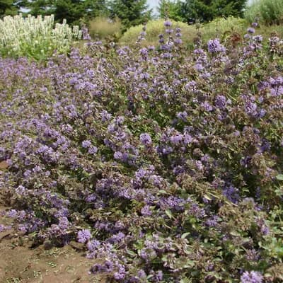 máta polej - náhled 2