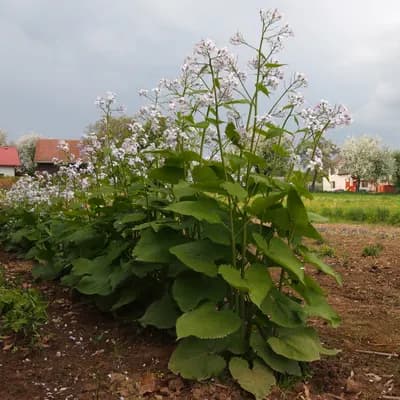 měsíčnice vytrvalá - náhled 4