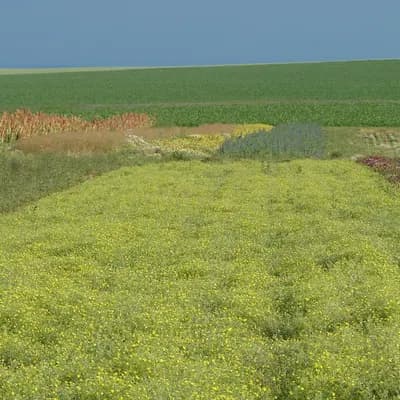 mochna stříbrná - náhled 3