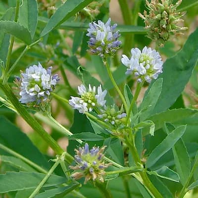 pískavice modrá - náhled 1