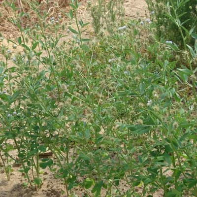 pískavice modrá - náhled 2