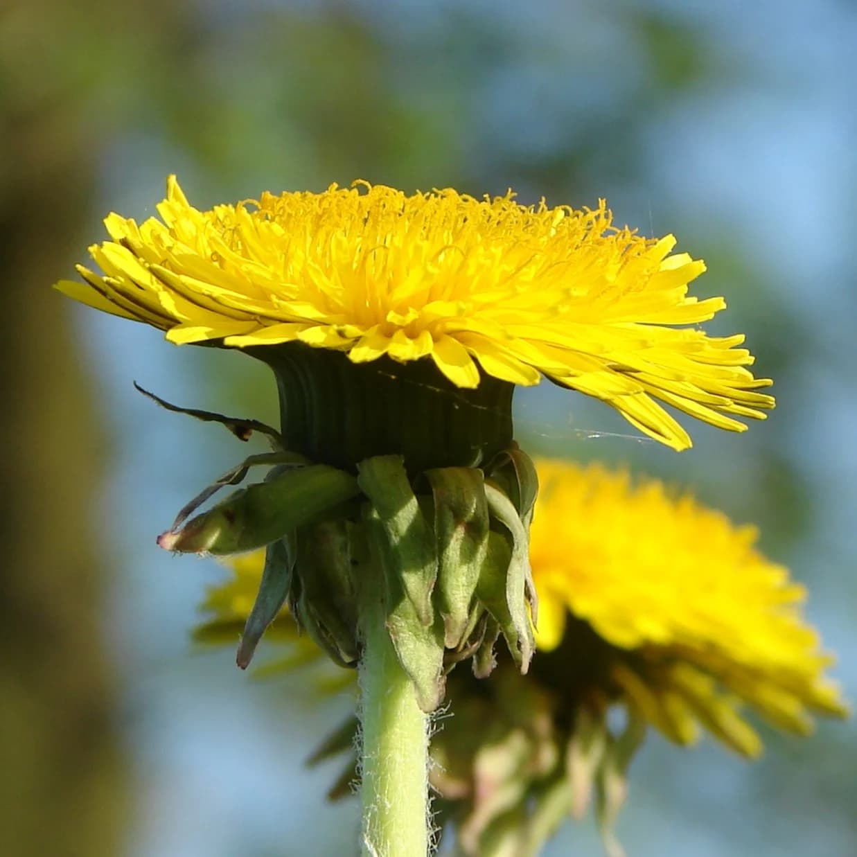 pampeliška lékařská - obrázek 1