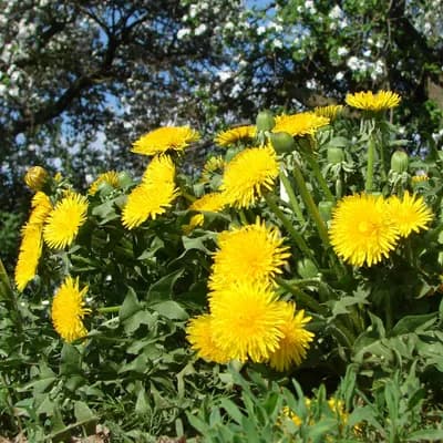 pampeliška lékařská - náhled 3