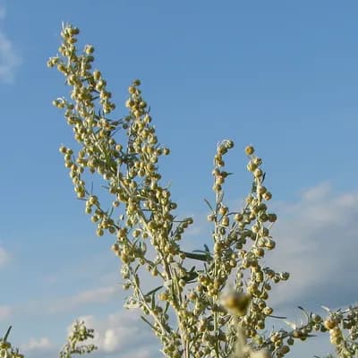 pelyněk pravý - náhled 1