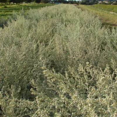 pelyněk pravý - náhled 3