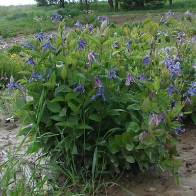 plamének celolistý - náhled 3