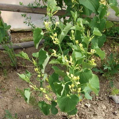 podražec křovištní - náhled 2