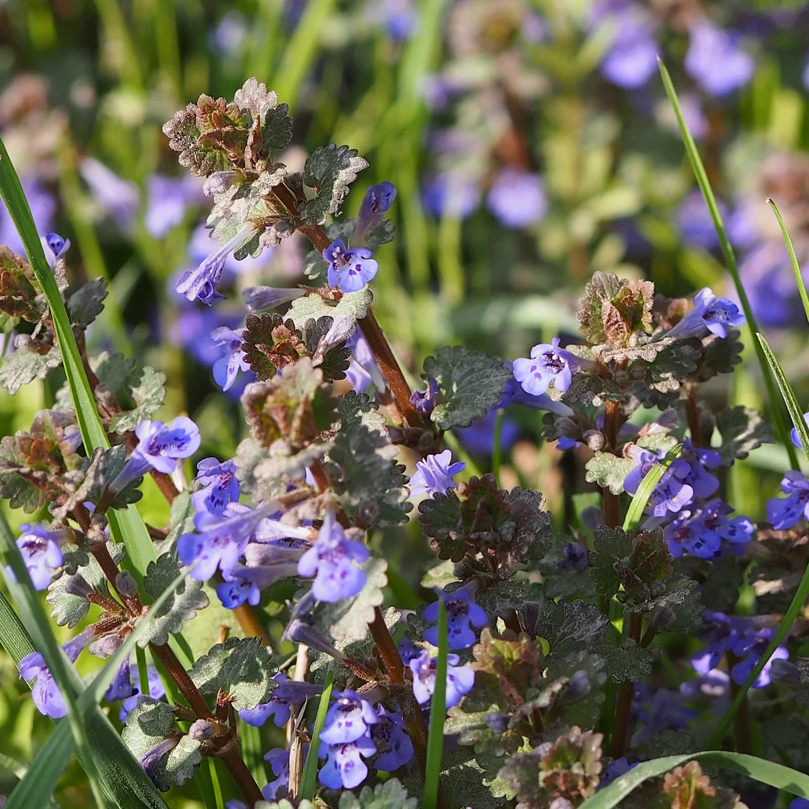 popenec břečťanolistý - obrázek 1