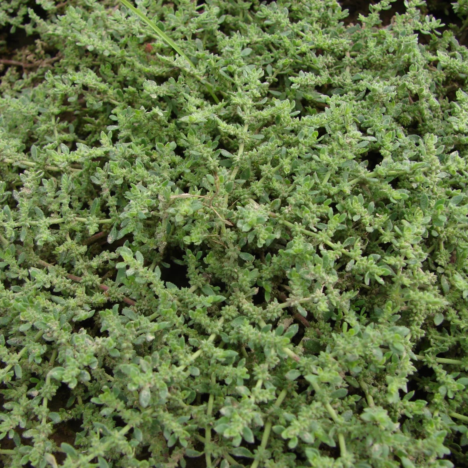 průtržník chlupatý - obrázek 1