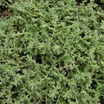 průtržník chlupatý - náhled 1