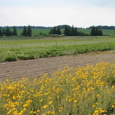 arnika horská - náhled 3